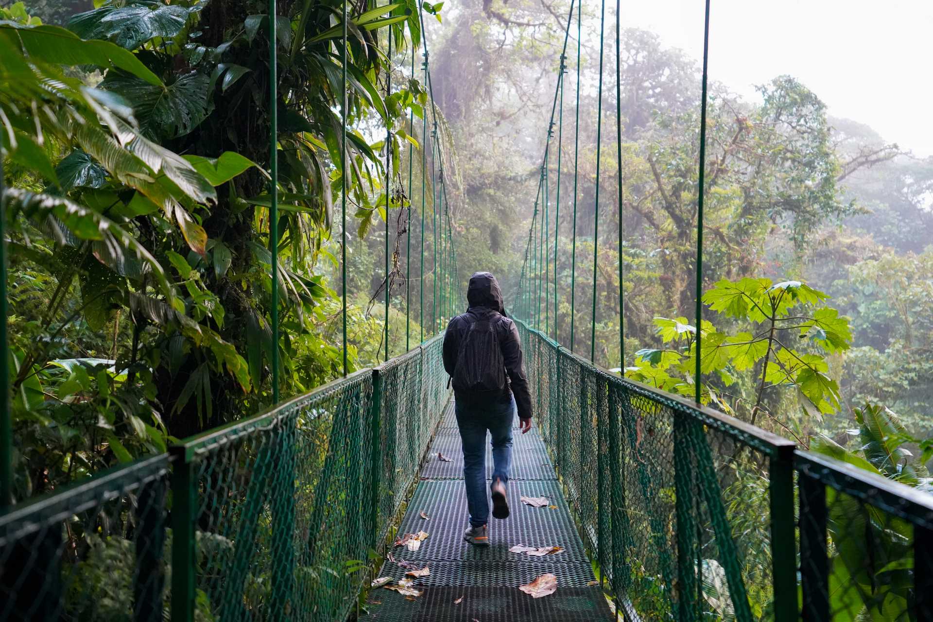 A person walking on a hanging bridge in the rainforest
