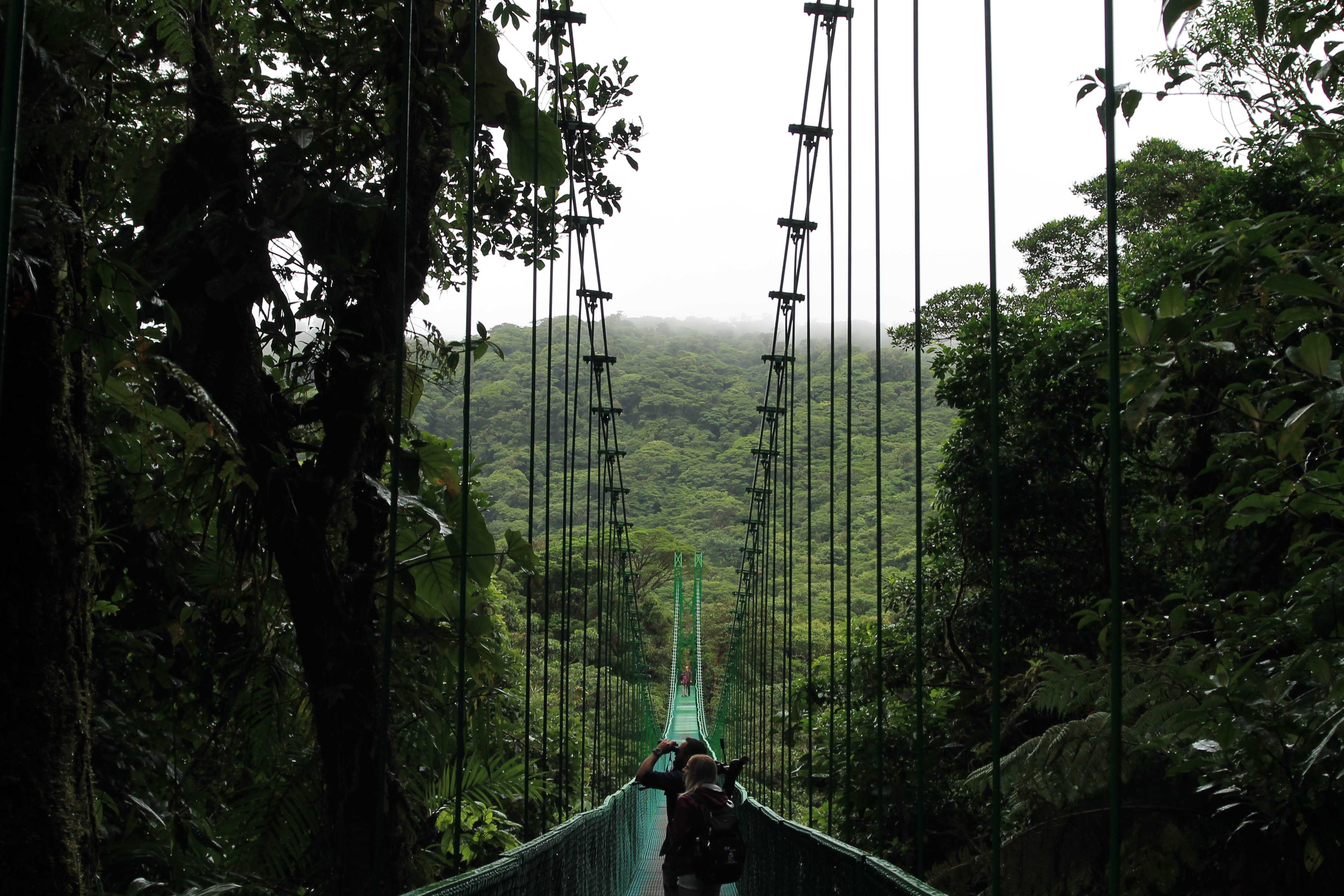People standing on hanging bridge in the rainforest