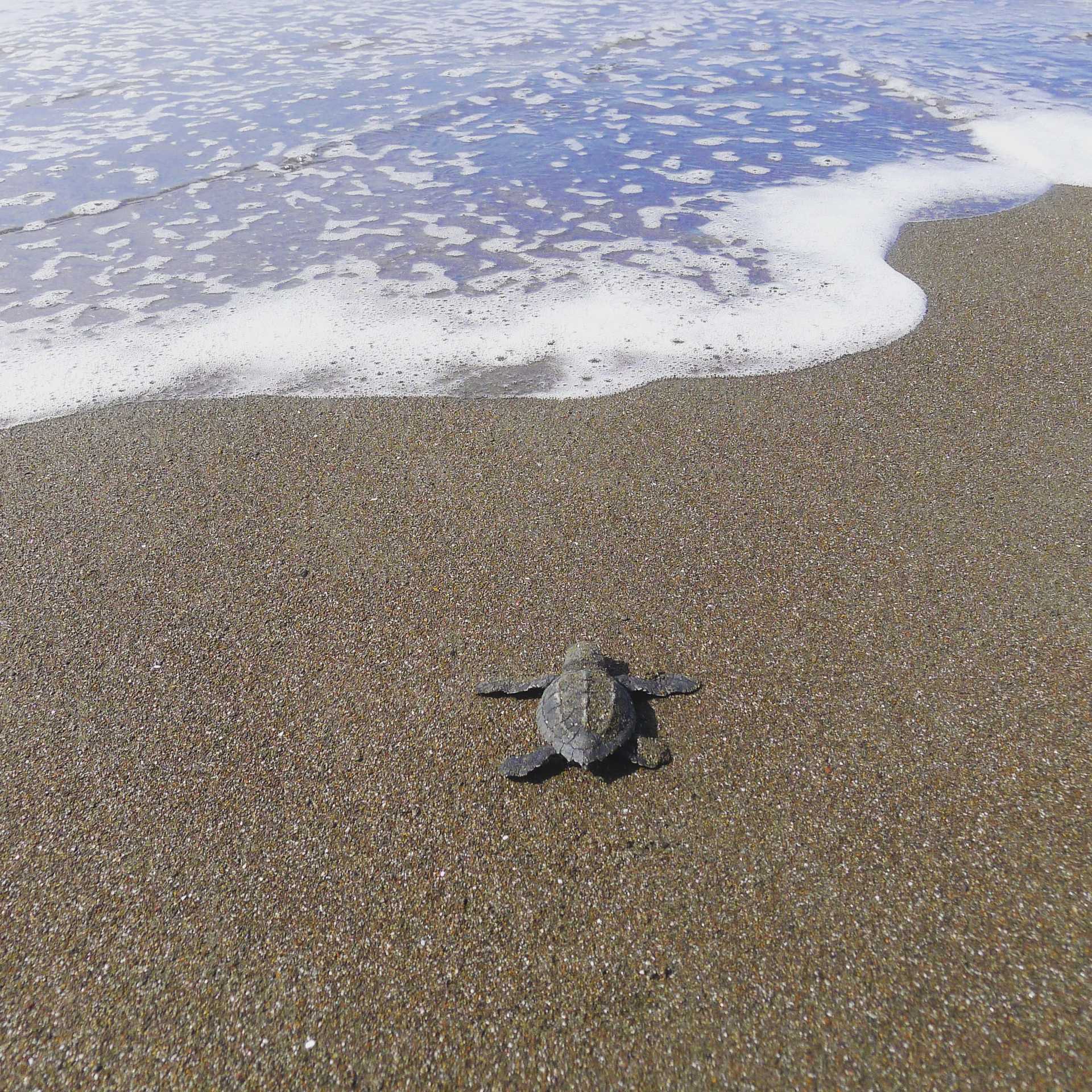 A baby turtle at the beach