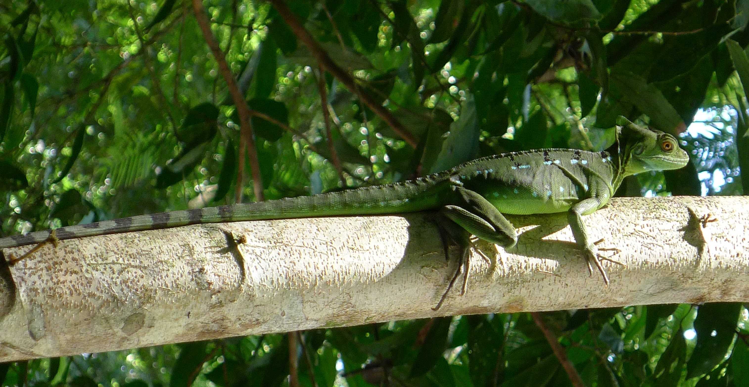 A basilisk standing on the branch of a tree