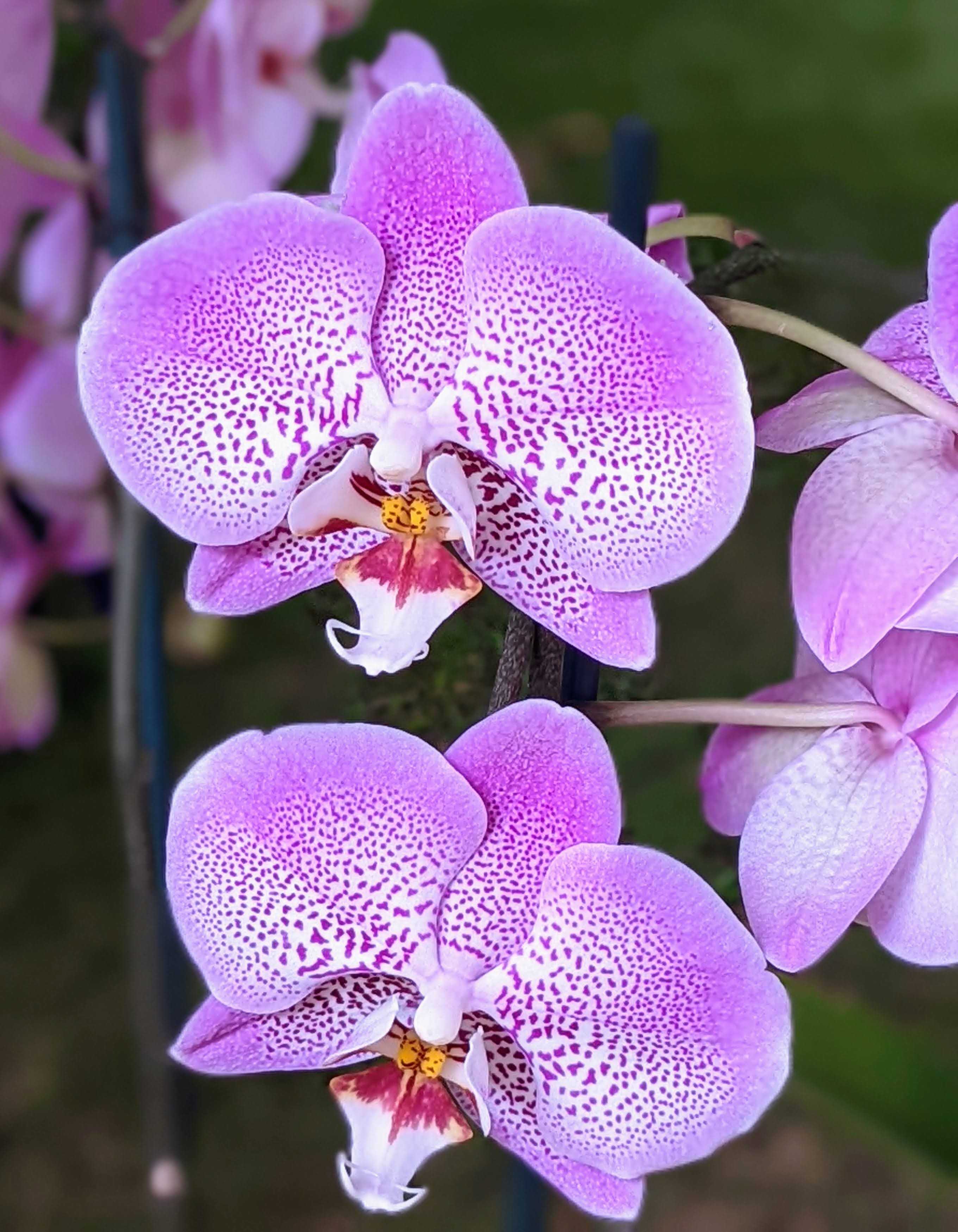 Two pink orchid flowers