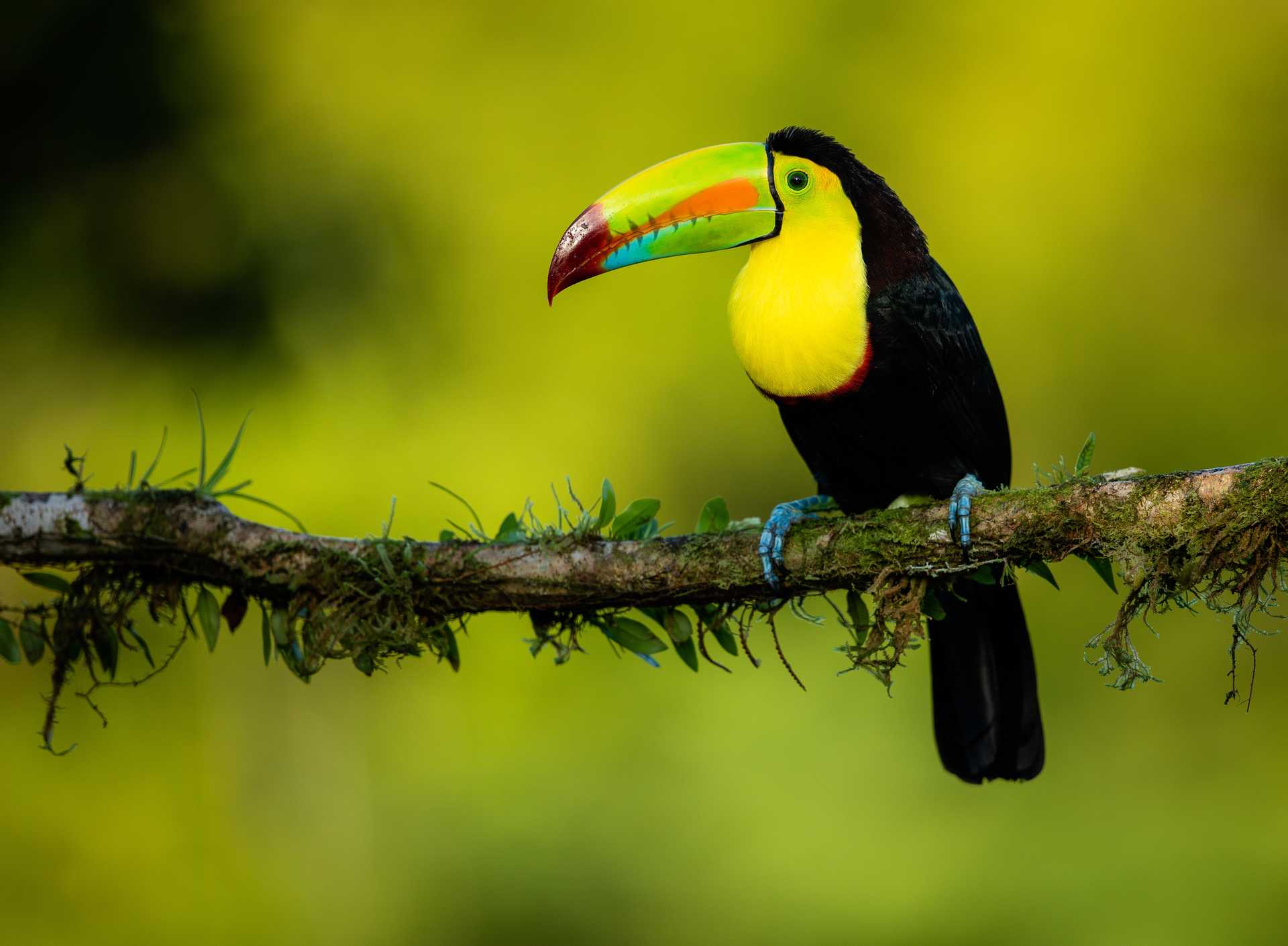 A toucan standing on the branch of a tree