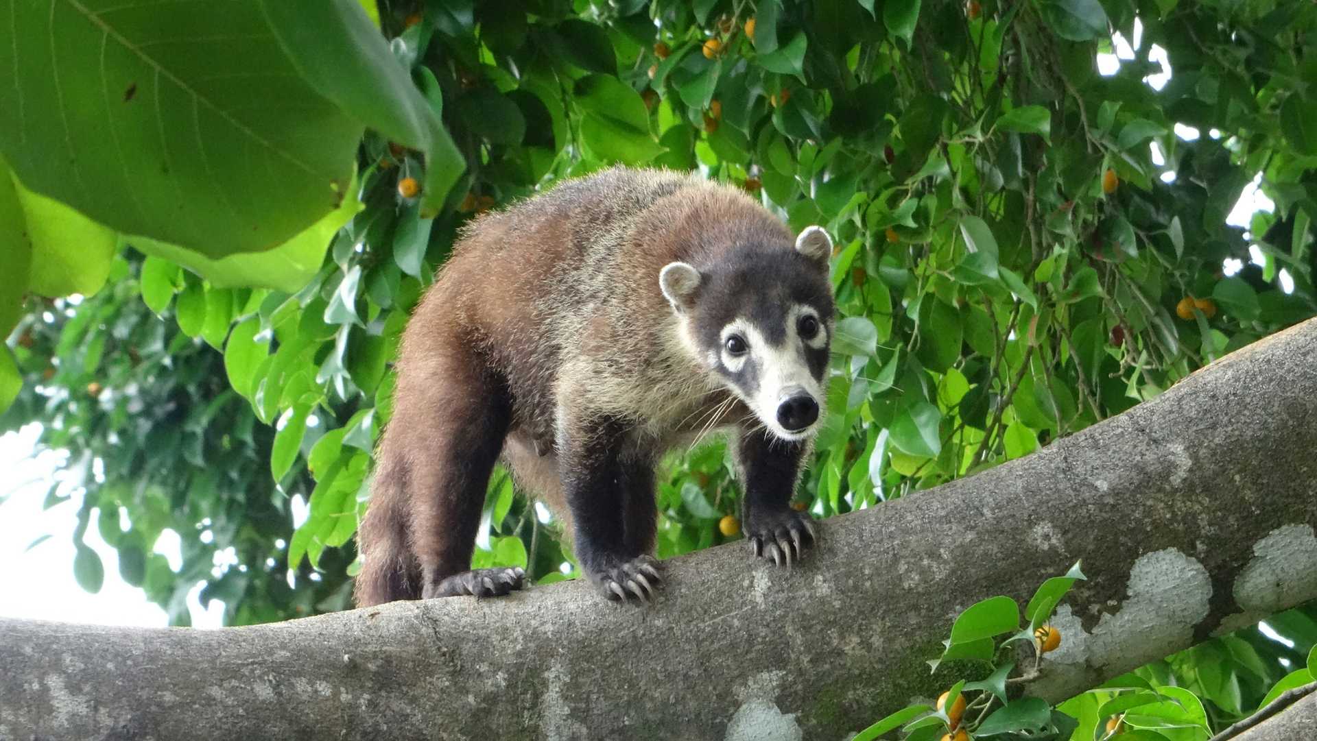 A coati standing on a branch of a tree
