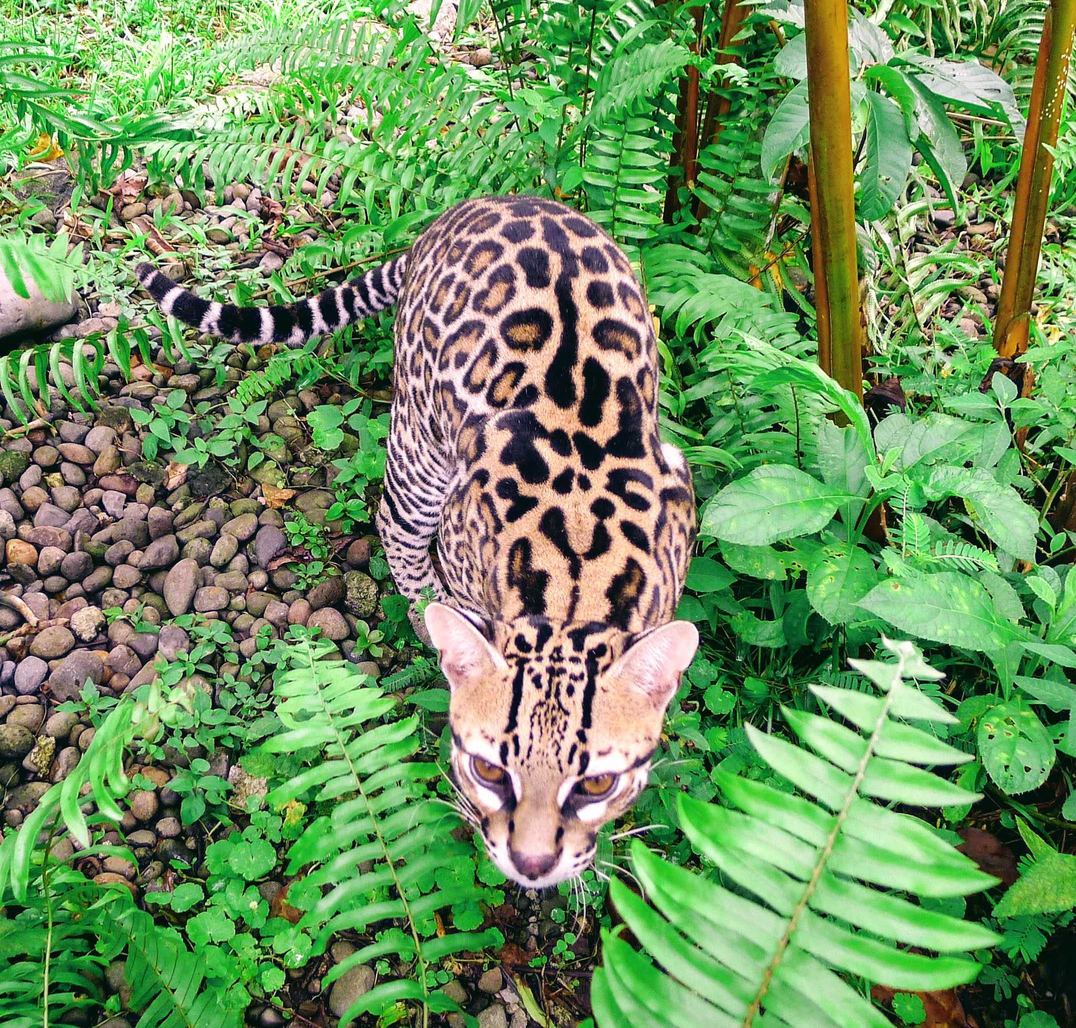 A jaguar in the jungle looking at the camera